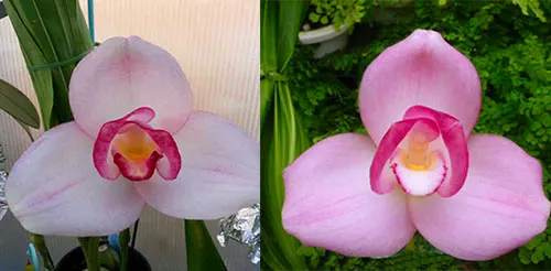 Lycaste Momo (Mrs. Eiko x Shoalhaven 'Kyoto')