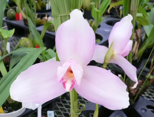 Lycaste Sunray (virginalis 'Pink Labrynth' x Shoalhaven 'Kobe')