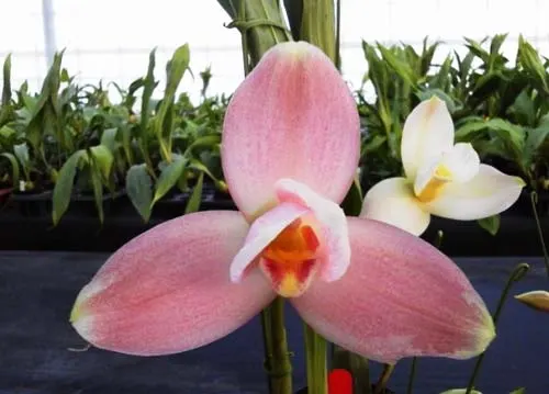 Lycaste Yasaka