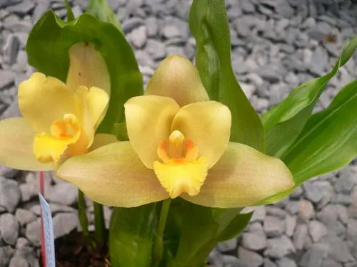 Lycaste Muscat (luminosa 'Fragrance' x Rosamond)