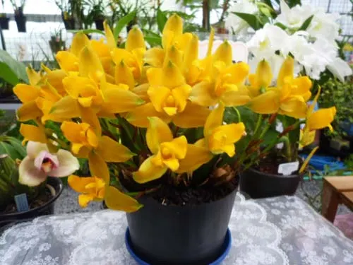 Lycaste Primadonna x Yoko's Sister