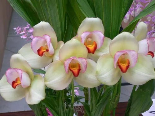 Lycaste Rakuhoku (Auburn Dichiling x Shoalhaven 'Kobe')