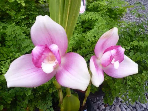 Lycaste Sakura (John Ezzy 'Pink Star' x Mrs Eiko)