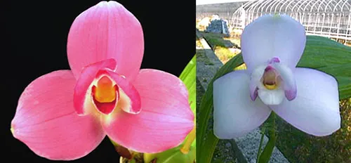 Lycaste Sagano (Abou Sunset Pink x Shoalhaven 'Sophy')