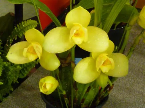 Lycaste Arashiyama (macrobulbon x Shoalhaven 'Kobe')