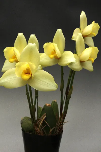 Lycaste Kibune (Kitayama 'Yellow Bird' x Mem Kageyuki Mito 'Kaiho')