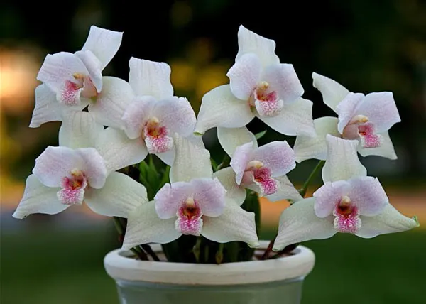 Lycaste Shonan Melody (Sunray 'Odette' x Shoalhaven 'Kyoto')