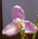 Lycaste John Ezzy 'Pink Star' x Mrs Eiko 'Sakura'