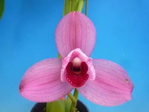 Lycaste Murasakino
