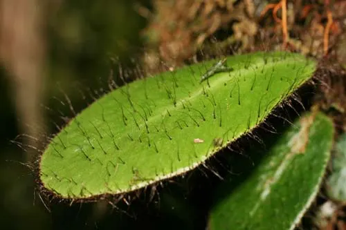 Elaphoglossum crinitum