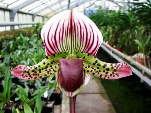 Paphiopedilum Maudiae vinicolor