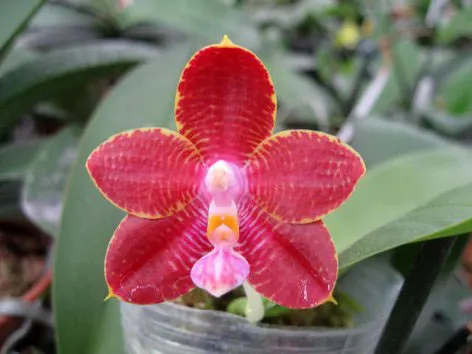 Phalaenopsis (Auspice Neihun-lueddemanniana) x Phalaenopsis Kung's Red Cherry