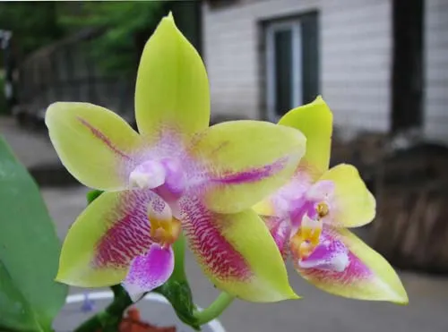 Phalaenopsis (speciosa 'c-1' x violacea) x Phalaenopsis LD's Bear Queen