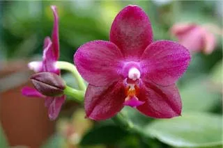 Phalaenopsis Ember 'Yaphon'