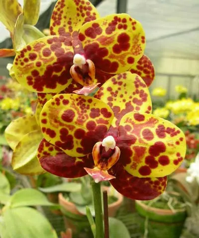 Phalaenopsis Haur Jih Princess 'Python'