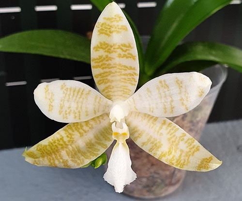 Phalaenopsis hieroglyphica var flava