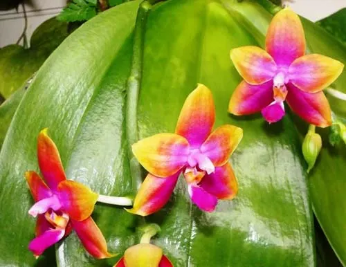 Phalaenopsis Princess Kaiulani 'Chin Yo'