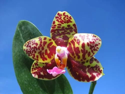 Phalaenopsis Sogo Pony 'Ya' (Ching Her Buddha x Sogo Kaiulani)
