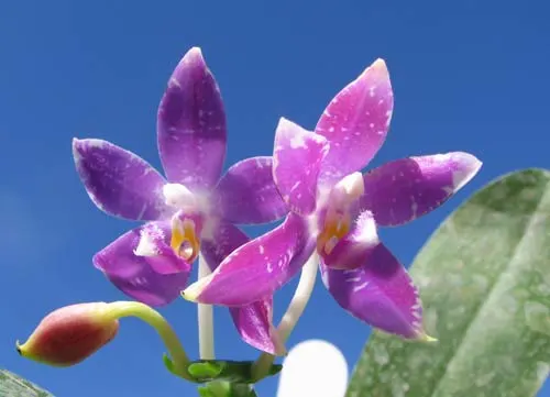 Phalaenopsis speciosa c-1 x violacea Sumatra