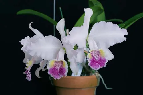 Cattleya lueddemanniana coerulea (very good x 110808)