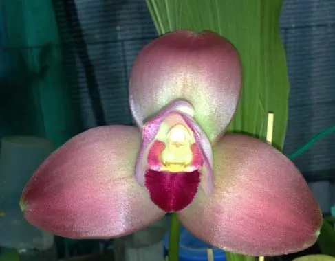 Lycaste Kelvin Grove (macrophylla alba x Shoalhaven 'Kyoto')
