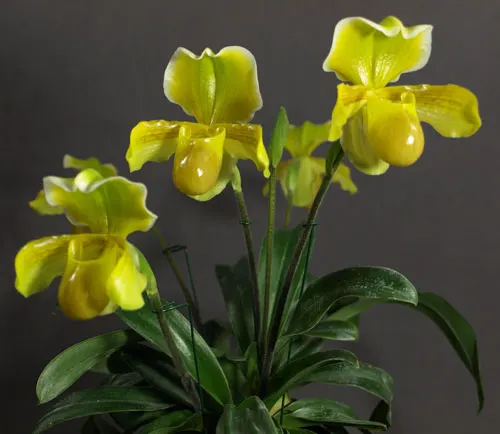 Paphiopedilum (In-Charm Greenery x Alex Szabo) '#C' x Paphiopedilum In-Charm Topaz '#C'