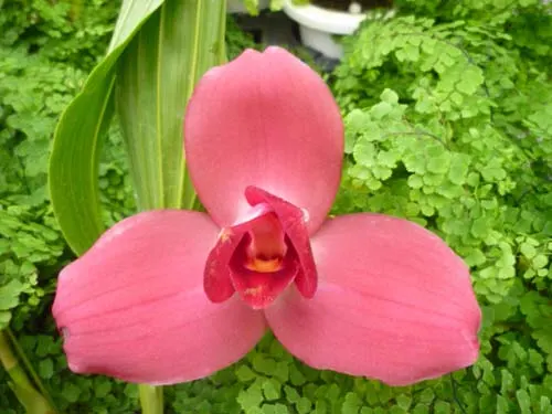 Lycaste Miyako (Takagamina 'Red' x Shoalhaven 'Kioto')