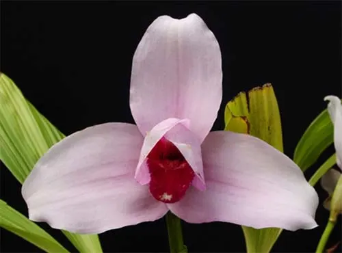 Lycaste skinneri var rosea ('Raspberry' x 'Early Spring')