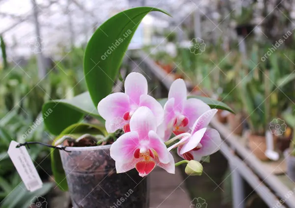 Phalaenopsis Yaphon Glad Canary (Yaphon Tris x Yungho Gelb Canary)