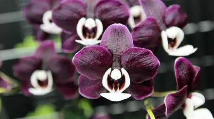 Phalaenopsis Kaoda Twinkle 'Black Shoot'