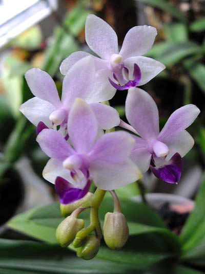 Phalaenopsis Tzu Chiang Sapphire