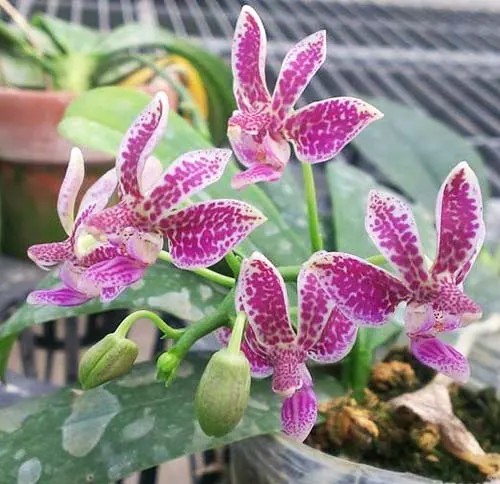 Phalaenopsis equestris alba x minus