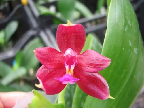 Phalaenopsis LD's Bear Queen x cornu cervi red