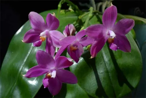 Phalaenopsis micholitzii x violacea indigo