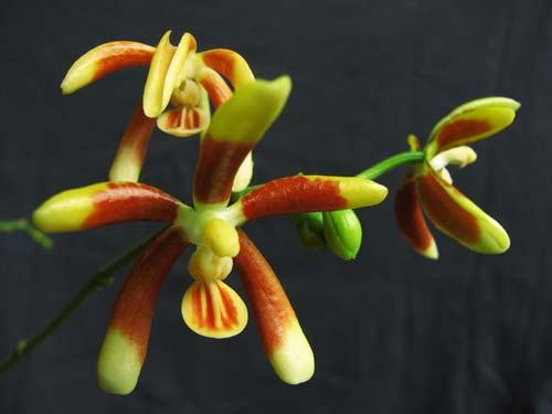 Phalaenopsis kunstleri