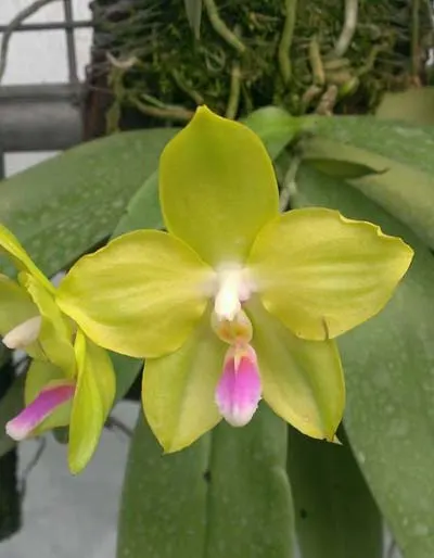 Phalaenopsis micholitzii 'green' x Yaphon Evergreen 'Yaphon'