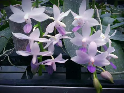 Doritaenopsis Kenneth Schubert x Phalaenopsis bellina blue
