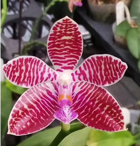 Phalaenopsis corningiana x lueddemanniana