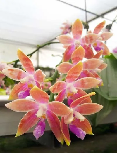 Phalaenopsis amboinensis yellow x corningiana 'CL'