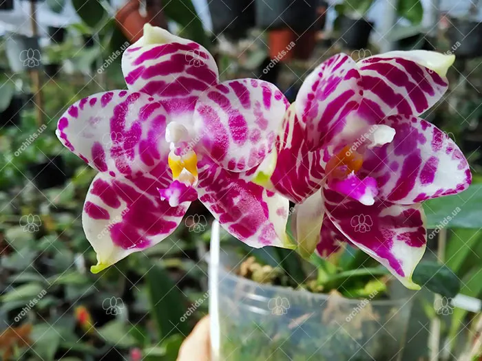 Phalaenopsis KS Super Zebra
