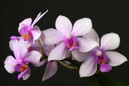 Phalaenopsis wilsonii x violacea