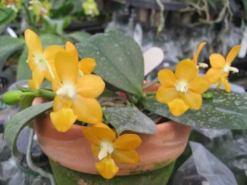 Phalaenopsis Liu's Gold Coin 'Yaphon'