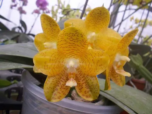Phalaenopsis gigantea x LD's Bear King