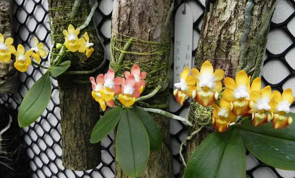 Phalaenopsis lobbii yellow & pink