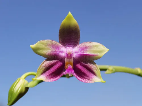 Phalaenopsis Yaphon Oh My God (Phal. KS Happy Eagle x tetraspis C1)