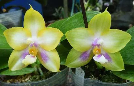 Phalaenopsis Yungho Gelb Canary x Ld's Bear Queen