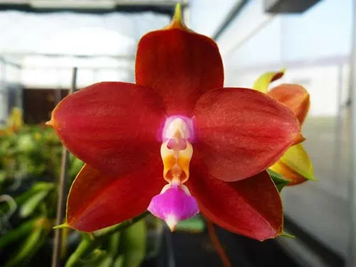 Phalaenopsis Ld's Bear King 'RK-4'