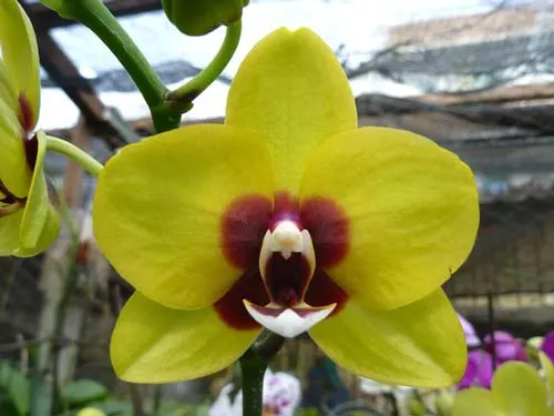 Phalaenopsis Mituo Golden 'M-2'
