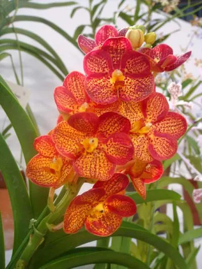 Ascocenda Crownfox Golden Dawn
