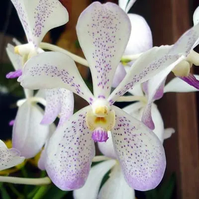 Aranda Prapin Spot